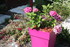 NOUVELLES FLEURS AU JARDIN