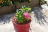 NOUVELLES FLEURS AU JARDIN