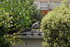 JEUNE GOELAND ARGENTE