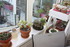 PLANTES SUCCULENTES