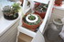 PLANTES SUCCULENTES