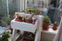 PLANTES SUCCULENTES