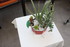 PLANTES SUCCULENTES