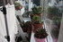 PLANTES SUCCULENTES