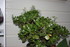 FLEURS , ANIMAUX  ET PLANTS DE