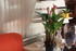 FLEURS pour anniversaire