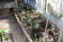 Plants de tomates