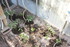 Plants de tomates