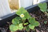 Plants de tomates