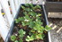 Plants de tomates