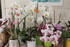 LE COIN DES ORCHIDEES
