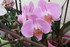 LE COIN DES ORCHIDEES