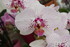 LE COIN DES ORCHIDEES