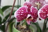 LE COIN DES ORCHIDEES