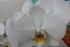 LE COIN DES ORCHIDEES