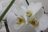 LE COIN DES ORCHIDEES