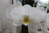 LE COIN DES ORCHIDEES