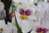 LE COIN DES ORCHIDEES