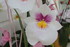 LE COIN DES ORCHIDEES