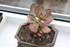 BOUTURAGE DEPLANTES GRASSES