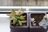 BOUTURAGE DEPLANTES GRASSES