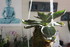 FLEURS ET DECO DE TABLE POUR N