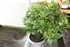 FLEURS ET DECO DE TABLE POUR N