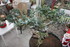 FLEURS ET DECO DE TABLE POUR N