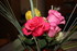 DES FLEURS QUE DES FLEURS