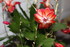 DES FLEURS QUE DES FLEURS