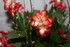 DES FLEURS QUE DES FLEURS
