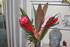 Nouveau bouquet