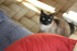 NOTRE CHATTE MARQUISE