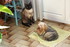 NOTRE CHATTE MARQUISE
