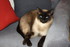 NOTRE CHATTE MARQUISE