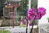 BOUQUET DE FLEURS COUPEES DU J