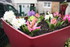 LA FLORAISON DES JACINTHES