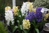 LA FLORAISON DES JACINTHES