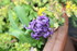 LA FLORAISON DES JACINTHES