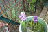 LA FLORAISON DES JACINTHES