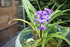 LA FLORAISON DES JACINTHES