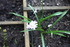 ENCORE DES FLEURS DU JARDIN