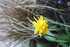 ENCORE DES FLEURS DU JARDIN