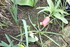 ENCORE DES FLEURS DU JARDIN