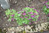 ENCORE DES FLEURS DU JARDIN