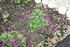 ENCORE DES FLEURS DU JARDIN