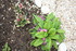 ENCORE DES FLEURS DU JARDIN