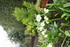 ENCORE DES FLEURS DU JARDIN