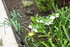 ENCORE DES FLEURS DU JARDIN