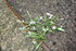 ENCORE DES FLEURS DU JARDIN